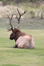 Explore Roadside Nature - Yellowstone NP Bull Elk